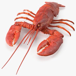 Boiled Lobster model