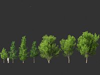 liquidambar styraciflua - Sweet gum
