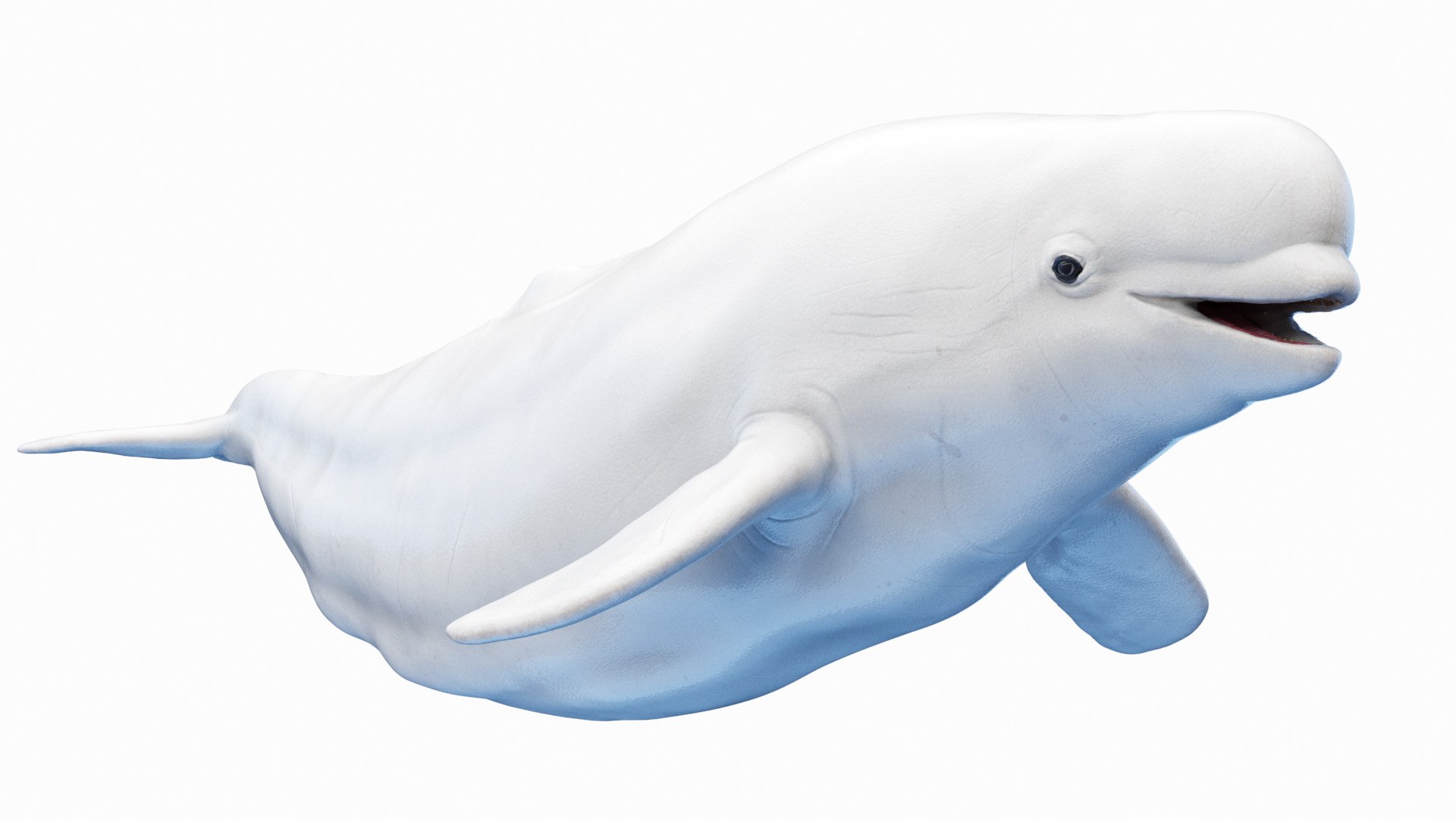 Beluga Whale Animated 3D model - TurboSquid 2148768