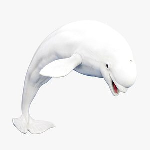 Beluga Whale Animated