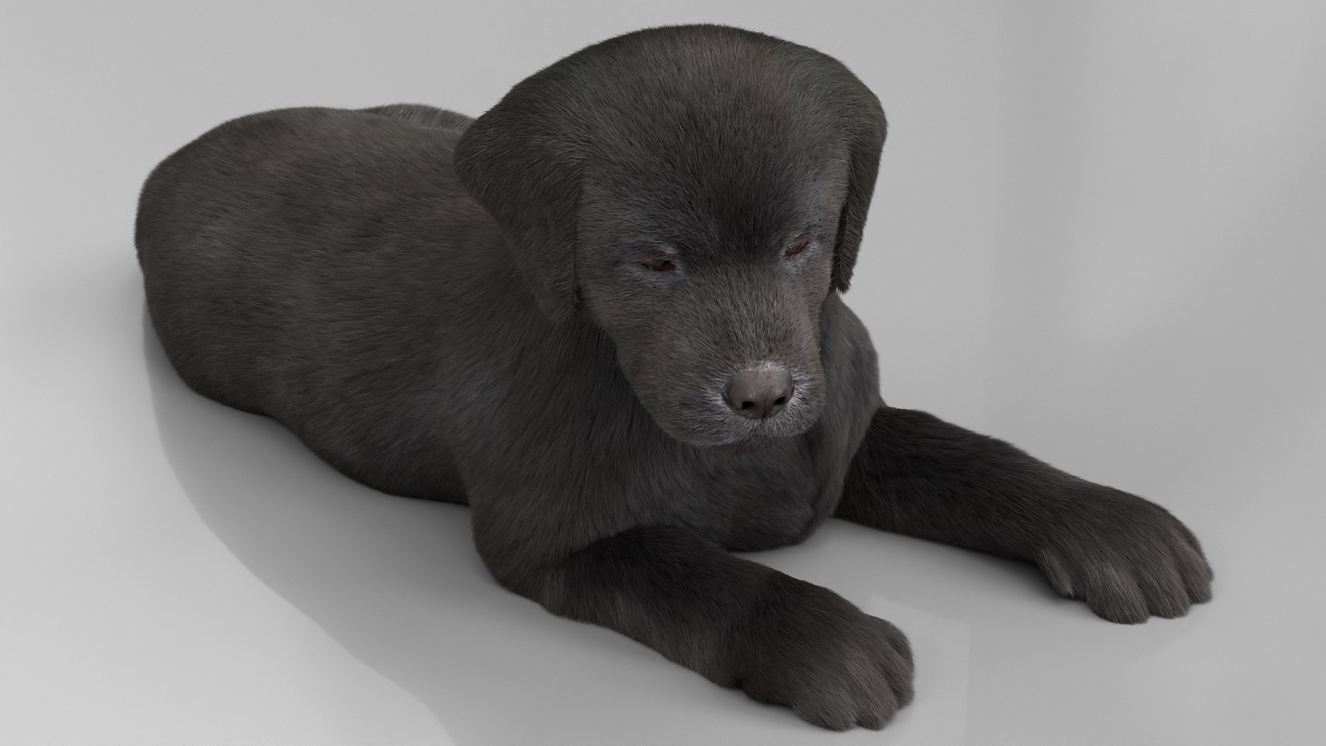 3D Labrador Retriever Puppy Fur Set Animated Rigged For Maya https://p.turbosquid.com/ts-thumb/Yx/PD6oNf/2i/labrador_retriever_puppy_fur_set_animated_rigged_for_maya_002/jpg/1773780717/1920x1080/fit_q87/f0eca6fd3885105b64efe1ba2521bfb3bbf91470/labrador_retriever_puppy_fur_set_animated_rigged_for_maya_002.jpg
