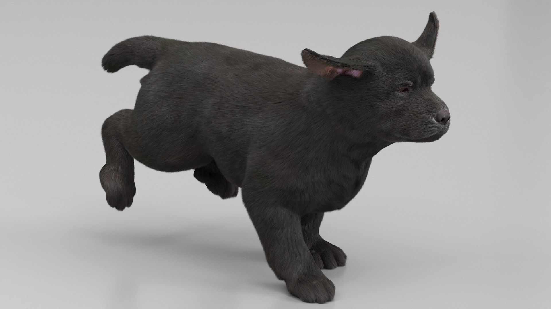 3D Labrador Retriever Puppy Fur Set Animated Rigged For Maya https://p.turbosquid.com/ts-thumb/Yx/PD6oNf/O6/labrador_retriever_puppy_fur_set_animated_rigged_for_maya_008/jpg/1773780964/1920x1080/fit_q87/601c77d77cd9bc09e494c996fb7441fc92b5467d/labrador_retriever_puppy_fur_set_animated_rigged_for_maya_008.jpg