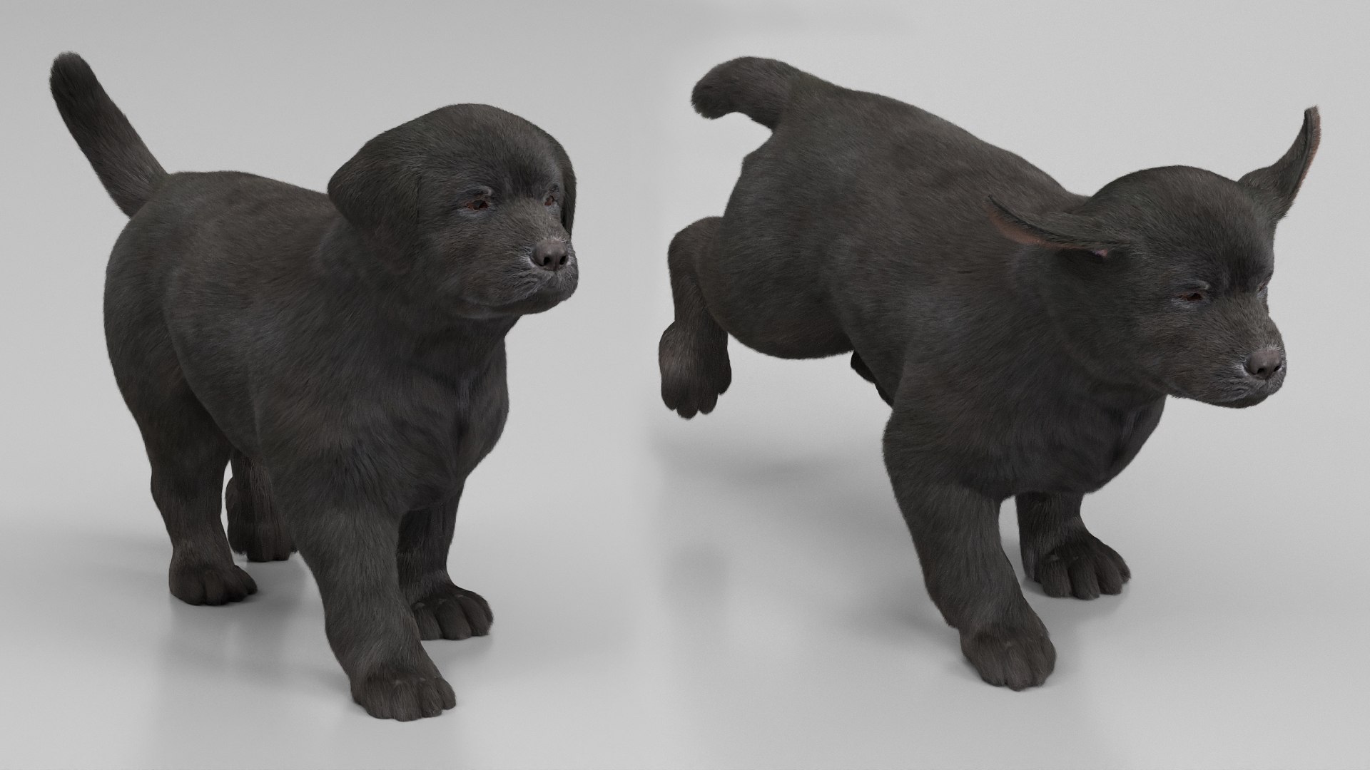 3D Labrador Retriever Puppy Fur Set Animated Rigged For Maya https://p.turbosquid.com/ts-thumb/Yx/PD6oNf/PQ/labrador_retriever_puppy_fur_set_animated_rigged_for_maya_005/jpg/1773780955/1920x1080/fit_q87/d37ecda0f77dad6c55fc240a6918f43c5b77e60a/labrador_retriever_puppy_fur_set_animated_rigged_for_maya_005.jpg