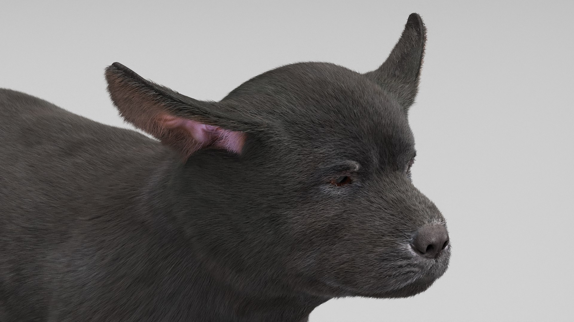 3D Labrador Retriever Puppy Fur Set Animated Rigged For Maya https://p.turbosquid.com/ts-thumb/Yx/PD6oNf/j5/labrador_retriever_puppy_fur_set_animated_rigged_for_maya_012/jpg/1773780977/1920x1080/fit_q87/f202adbb3ff984010920ec6953383881d6f326f4/labrador_retriever_puppy_fur_set_animated_rigged_for_maya_012.jpg