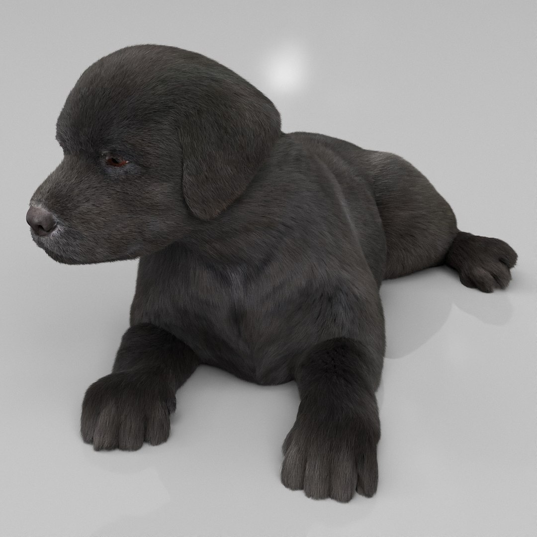 3D Labrador Retriever Puppy Fur Set Animated Rigged For Maya https://p.turbosquid.com/ts-thumb/Yx/PD6oNf/rj/labrador_retriever_puppy_fur_set_animated_rigged_for_maya_001/jpg/1773780714/1920x1080/fit_q87/7a815b03f638aa545b1100a9cab2a47537ef8094/labrador_retriever_puppy_fur_set_animated_rigged_for_maya_001.jpg