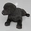 Labrador Retriever Puppy Fur Set Animated Rigged For Maya