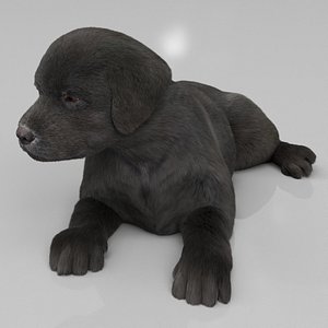 Labrador Retriever Puppy Fur Set Animated Rigged For Maya