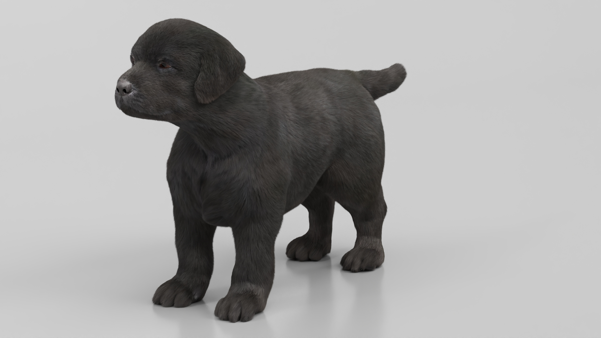 3D Labrador Retriever Puppy Fur Set Animated Rigged For Maya https://p.turbosquid.com/ts-thumb/Yx/PD6oNf/sE/labrador_retriever_puppy_fur_set_animated_rigged_for_maya_360/jpg/1773780720/1920x1080/turn_fit_q99/cb3848fdb9210e7bf7dc80c98b4df357d5ff3e03/labrador_retriever_puppy_fur_set_animated_rigged_for_maya_360-1.jpg