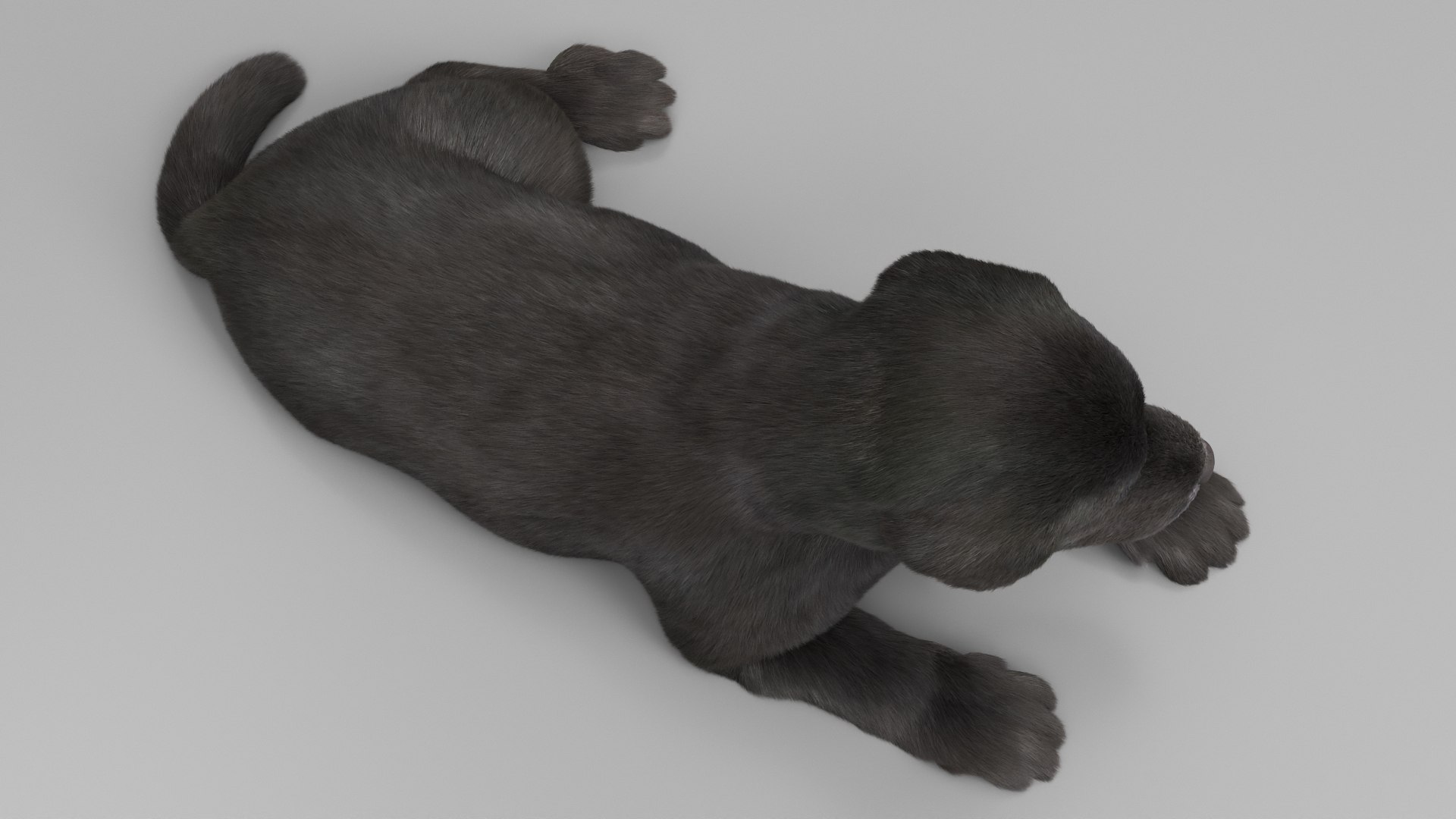 3D Labrador Retriever Puppy Fur Set Animated Rigged For Maya https://p.turbosquid.com/ts-thumb/Yx/PD6oNf/sj/labrador_retriever_puppy_fur_set_animated_rigged_for_maya_011/jpg/1773780974/1920x1080/fit_q87/32b0bb5993101bcc344ed315db64c8f8fd85c44f/labrador_retriever_puppy_fur_set_animated_rigged_for_maya_011.jpg