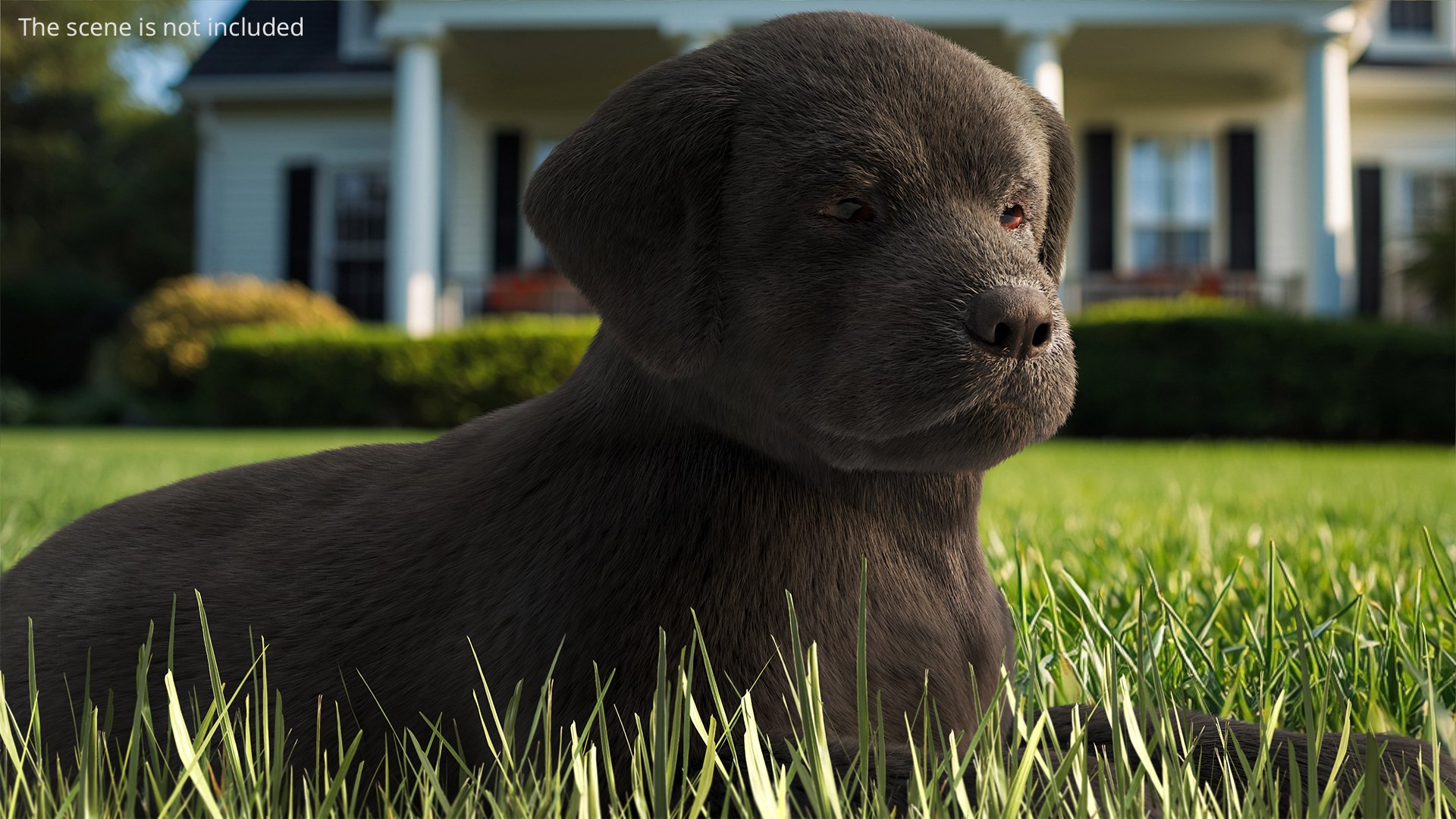 3D Labrador Retriever Puppy Fur Set Animated Rigged For Maya https://p.turbosquid.com/ts-thumb/Yx/PD6oNf/yf/labrador_retriever_puppy_fur_set_animated_rigged_for_maya_003/jpg/1773780948/1920x1080/fit_q87/13a4f396f548e25c9ad90f900fb751b50b40bf27/labrador_retriever_puppy_fur_set_animated_rigged_for_maya_003.jpg
