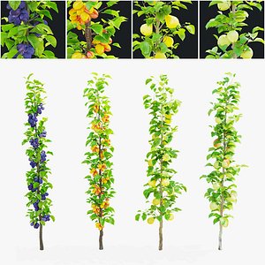 Columnar fruit trees