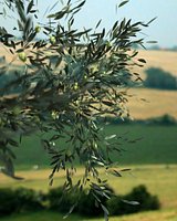 Olive tree 01