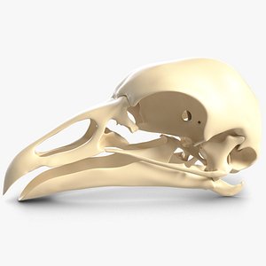 Bird Skull Basemesh