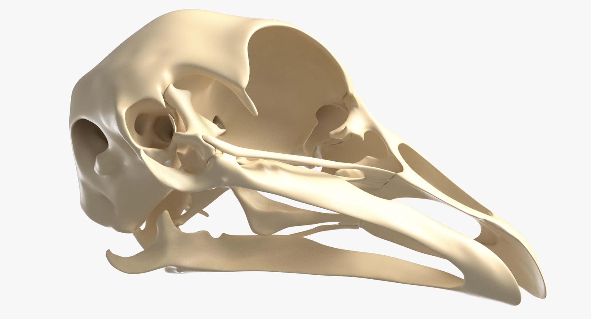 3D bird skull model https://p.turbosquid.com/ts-thumb/Yx/VzRb2z/gL2Mf8S9/1_beauty_birdskull_camera006_001/jpg/1522133960/1920x1080/fit_q87/1342e736bc29d53135e700f32aa56ba805a09595/1_beauty_birdskull_camera006_001.jpg