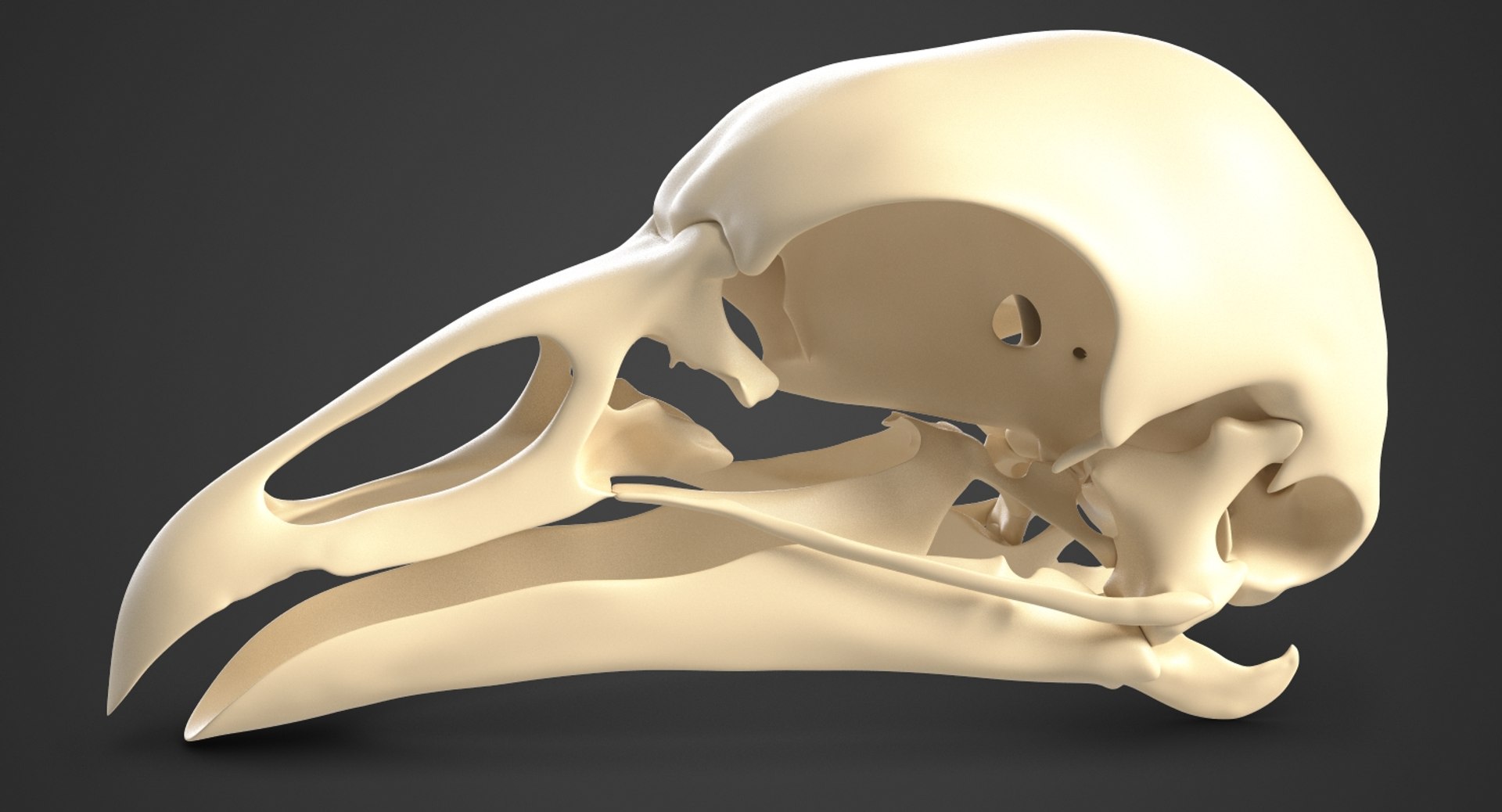 超特価セール開催！！ 鳥の頭蓋骨3Dモデル - TurboSquid 1270476 コレクション
