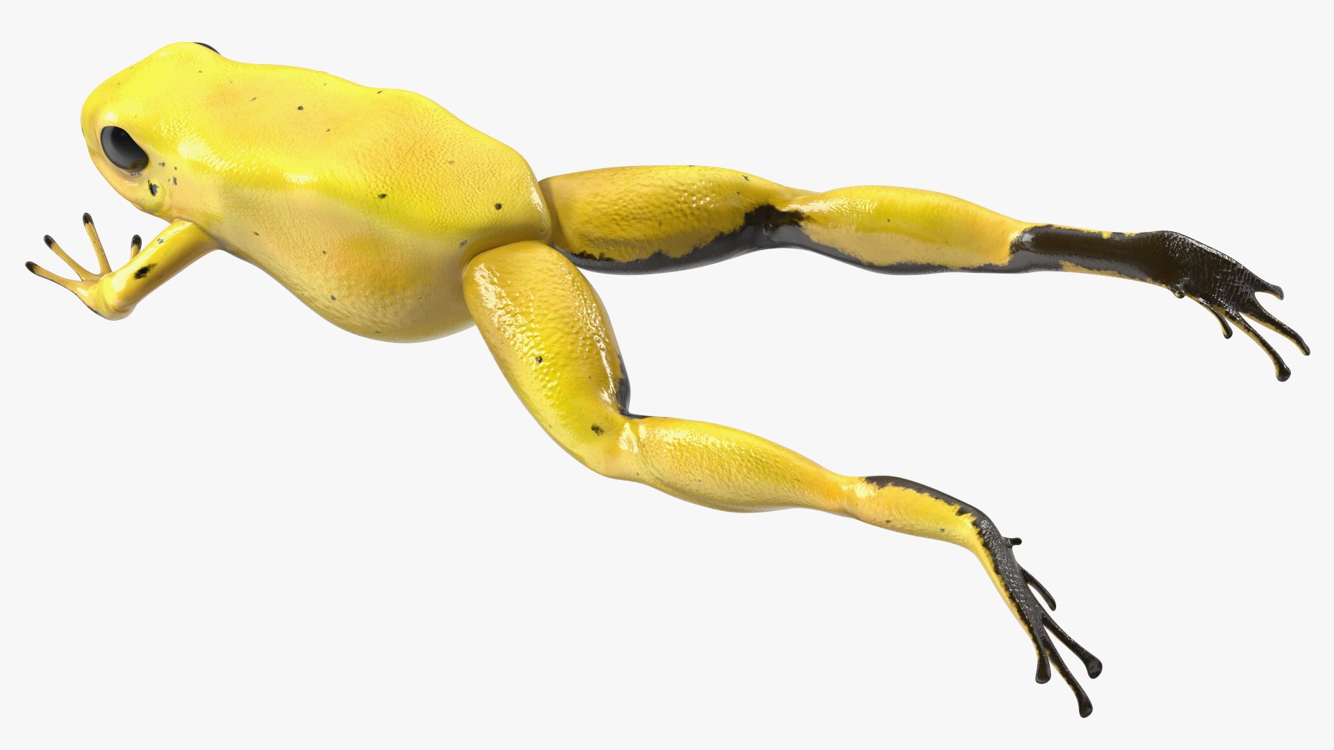 Phyllobates Terribilis Yellow Jumping Pose Model - TurboSquid 2189753