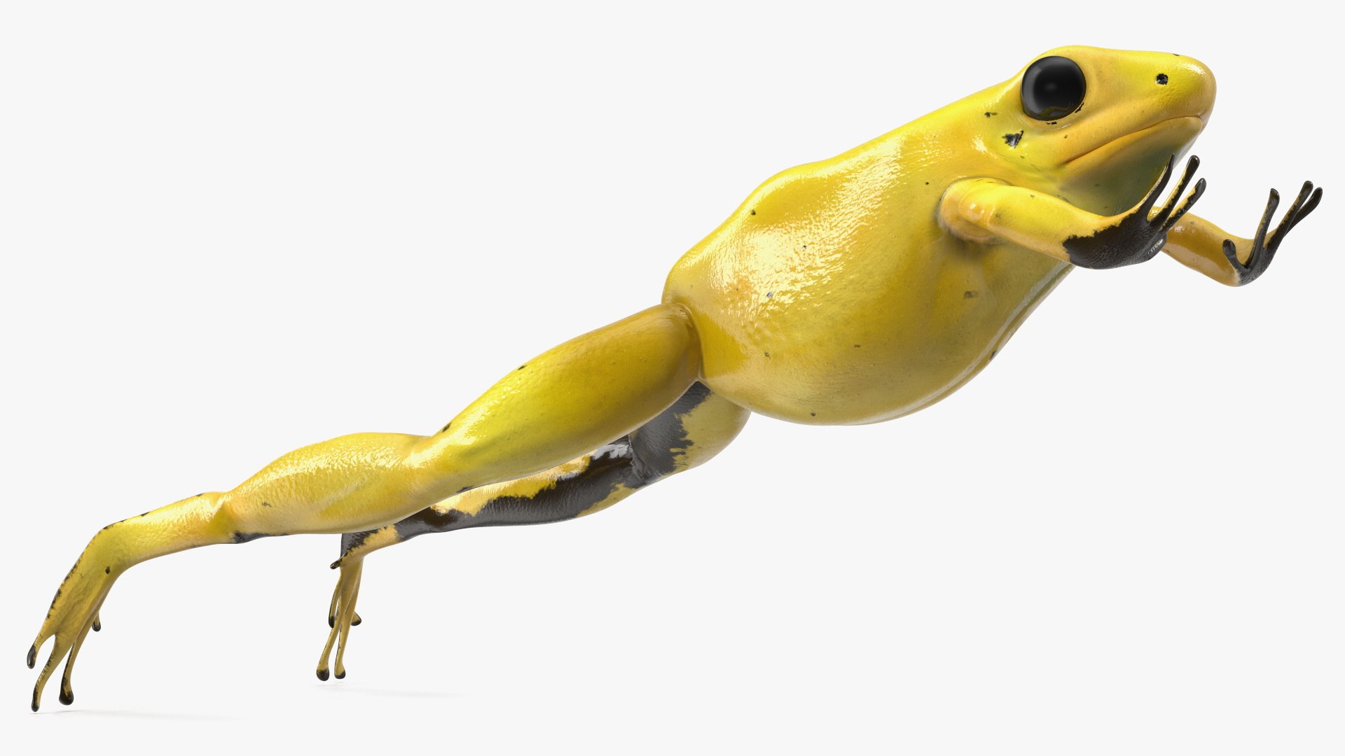 Phyllobates Terribilis Yellow Jumping Pose Model - TurboSquid 2189753