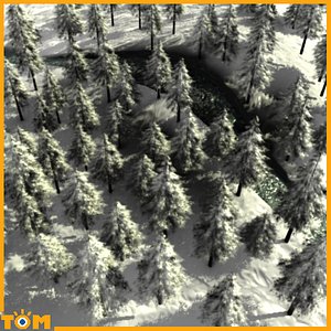Winter Forest