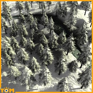 Winter Forest