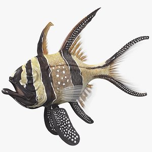 banggai cardinalfish rigged marine animal 3D model