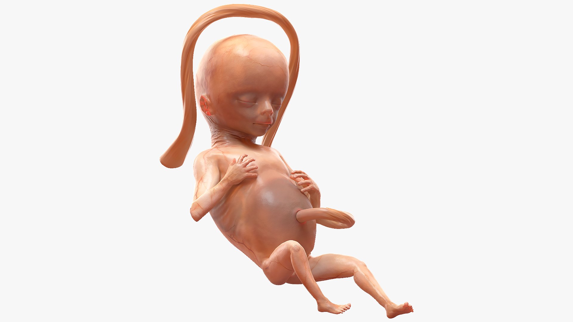 Human Fetus 16 Weeks Rigged for Cinema 4D 3D model preview