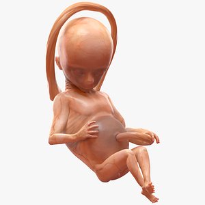 3D human fetus 16 weeks
