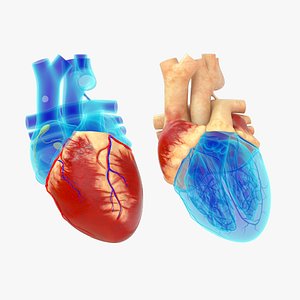 3D Medically Accurate  Cross-Section of the Human Heart animated