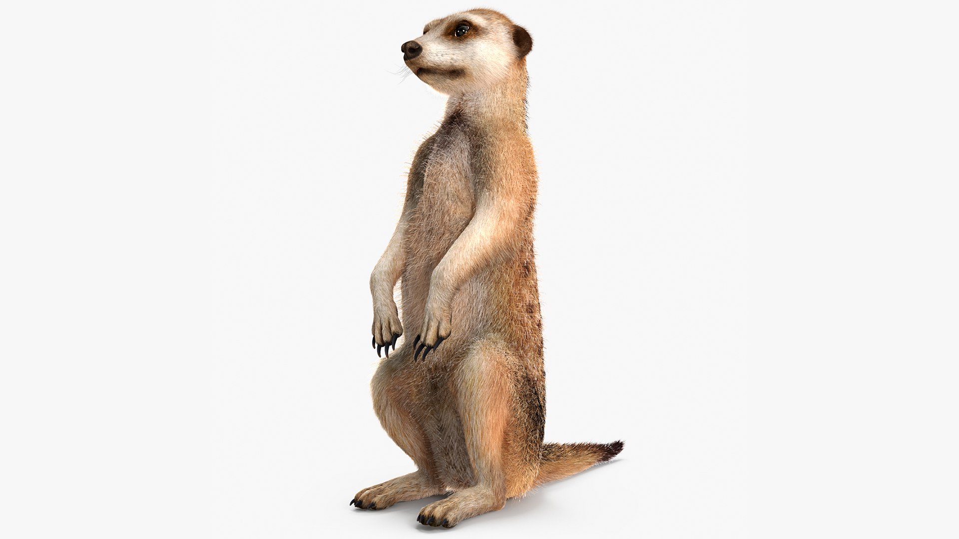 Meerkat Sitting Pose Fur 3D model preview