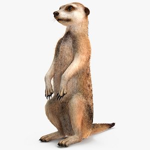 Meerkat Sitting Pose Fur 3D