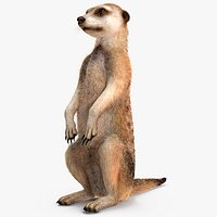 Meerkat Sitting Pose Fur