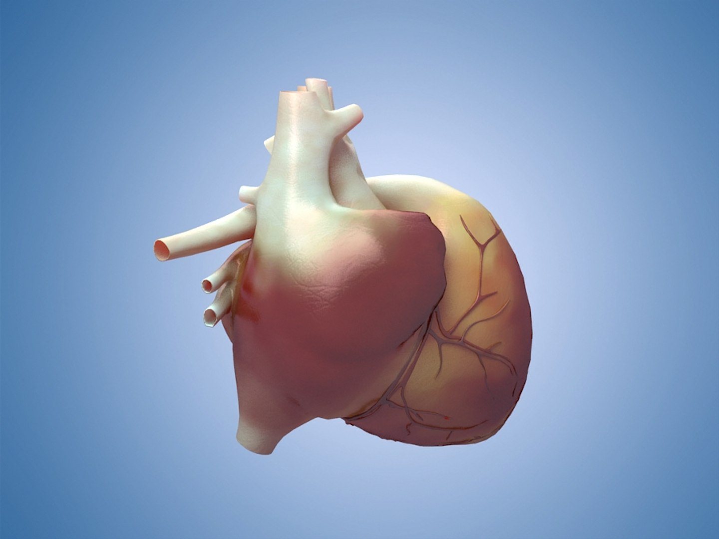 3D human organs medical profiles model https://p.turbosquid.com/ts-thumb/Yy/DXMEM4/mNNuUsqj/003/jpg/1592136522/1920x1080/fit_q87/7e53f15514ee706286b598895c4d927ac95aacc2/003.jpg