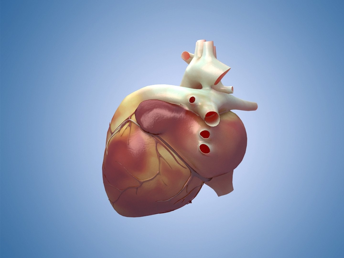 3D human organs medical profiles model https://p.turbosquid.com/ts-thumb/Yy/DXMEM4/qIok5CbH/002/jpg/1592136522/1920x1080/fit_q87/693162dcc2bc00565e96b257bc36c1dfdc5270e8/002.jpg