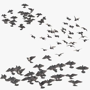 medium flocks pigeons flying 3D