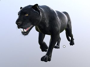 black panther animation model