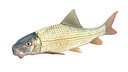 River Redhorse fish