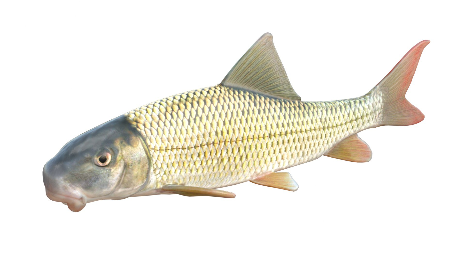 3D 50 Fish Sea Creatures Collection https://p.turbosquid.com/ts-thumb/Yy/NXKHOg/zh/1/jpg/1767865672/1920x1080/fit_q87/93b27698beb8e0478763076ba22e05f7f3b5cf97/1.jpg