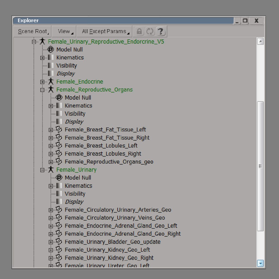 3dsmax Medically Female Reproductive Urinary