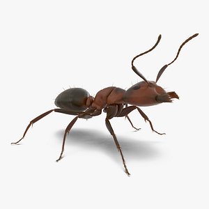 3d red ant fur rigged model