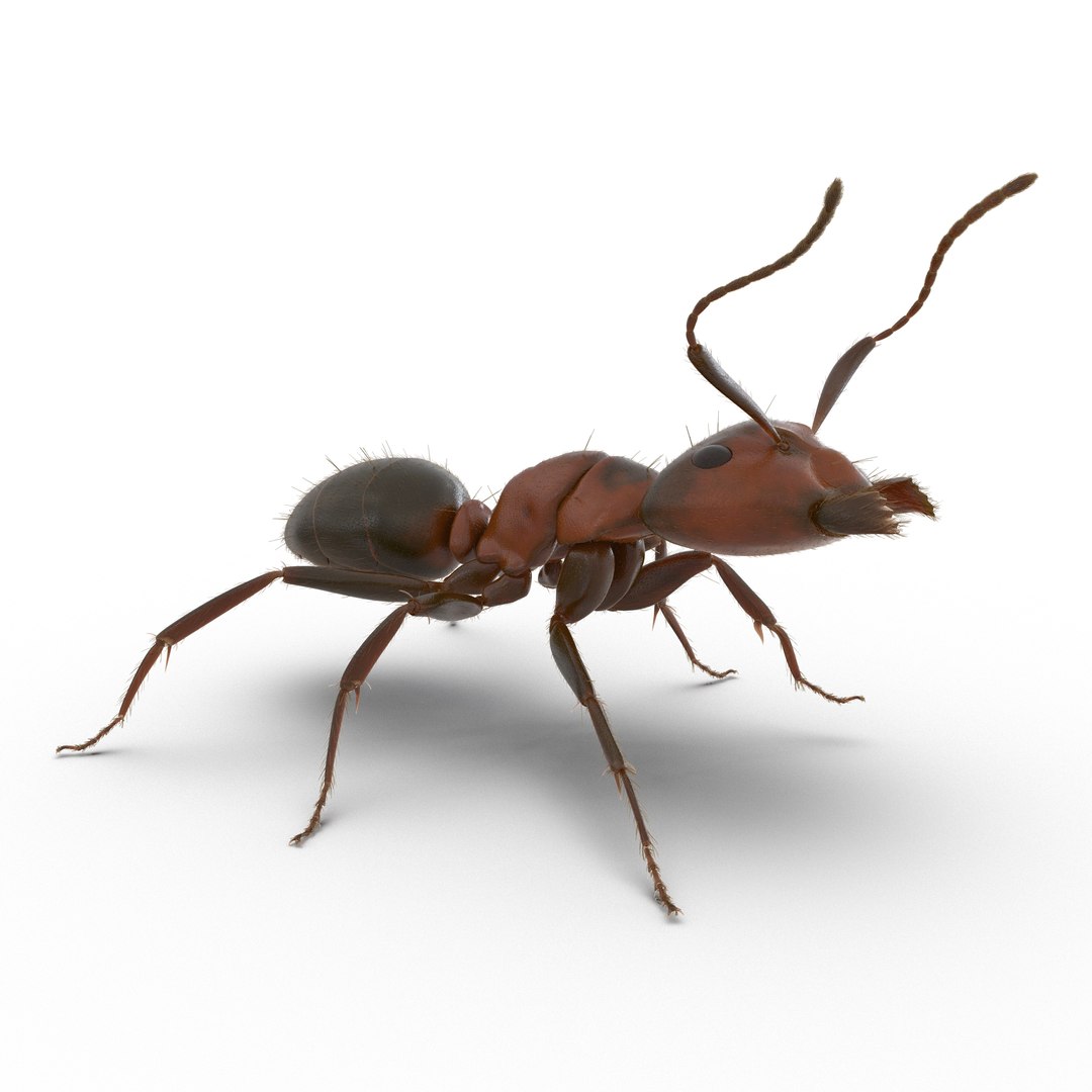 Red Ant with Fur Rigged 3D model preview