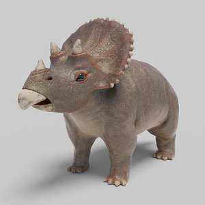 3D Baby Triceratops model