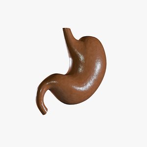 Low and Mid Poly Stomach