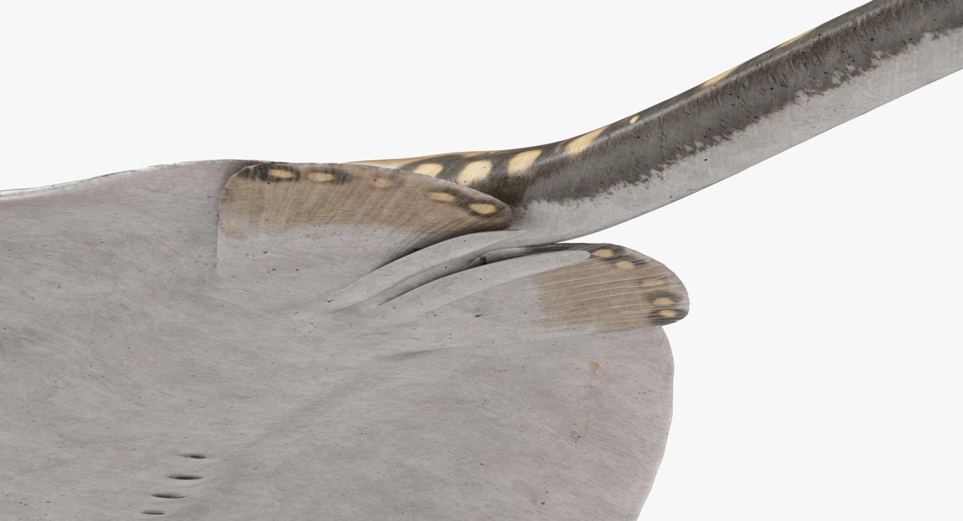 3D fishes 4 rigged https://p.turbosquid.com/ts-thumb/Yy/ubC5IM/1mSCIPDp/riggedfishescollection43dsmodel085/jpg/1546256871/1920x1080/fit_q87/23fd2e1d5bb8ff0709df67d36a1352559452a7cf/riggedfishescollection43dsmodel085.jpg