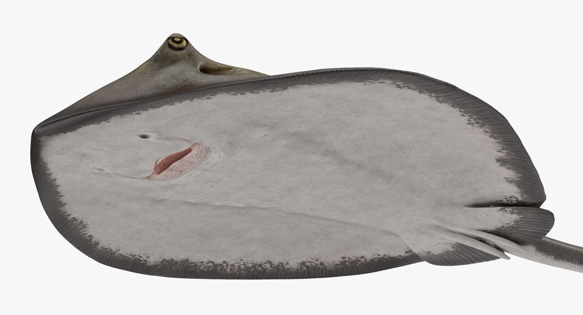 3D fishes 4 rigged https://p.turbosquid.com/ts-thumb/Yy/ubC5IM/4UUO2kJT/riggedfishescollection43dsmodel065/jpg/1546256871/1920x1080/fit_q87/1ac47cd32836a42039029633a66a54d4e233603e/riggedfishescollection43dsmodel065.jpg
