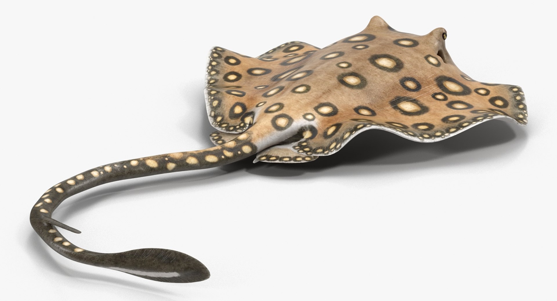 3D fishes 4 rigged https://p.turbosquid.com/ts-thumb/Yy/ubC5IM/4dSzguUn/riggedfishescollection43dsmodel080/jpg/1546256871/1920x1080/fit_q87/28ea0631fe4cd3896fb5d25d5d9853fd6954cd6a/riggedfishescollection43dsmodel080.jpg