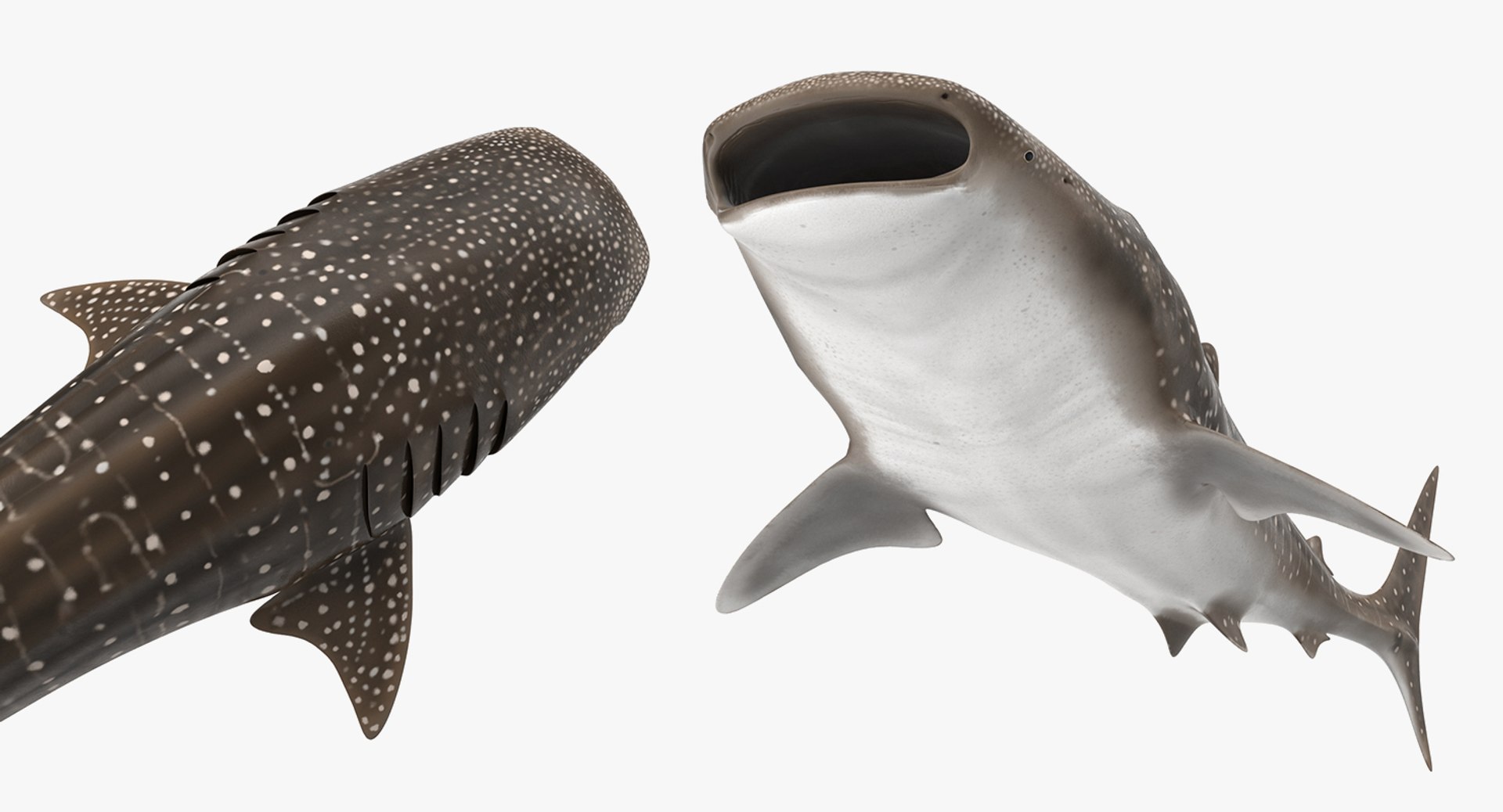 3D fishes 4 rigged https://p.turbosquid.com/ts-thumb/Yy/ubC5IM/5SBKYjaH/riggedfishescollection43dsmodel115/jpg/1546256872/1920x1080/fit_q87/745096f1e78afecf6948a8bec0679f9cecce09e1/riggedfishescollection43dsmodel115.jpg