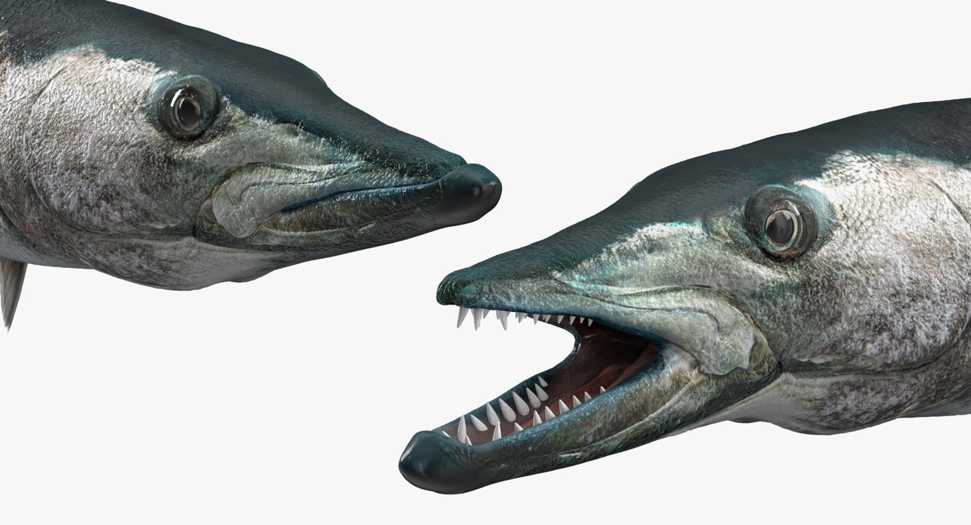 3D fishes 4 rigged https://p.turbosquid.com/ts-thumb/Yy/ubC5IM/6SG4QHC0/riggedfishescollection43dsmodel046/jpg/1546256870/1920x1080/fit_q87/e6ff7b51a7decf3076fe7ff34bdb3f84204fcbbe/riggedfishescollection43dsmodel046.jpg