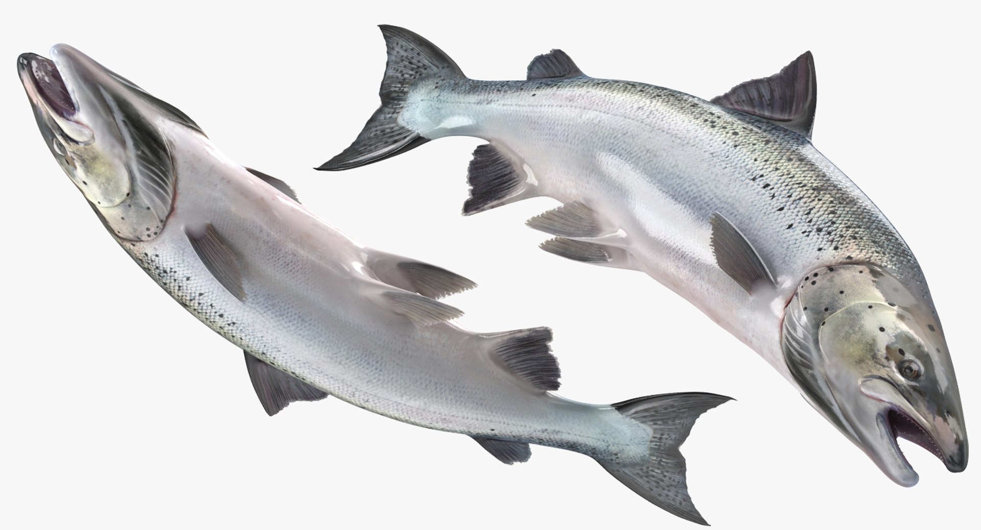 3D fishes 4 rigged https://p.turbosquid.com/ts-thumb/Yy/ubC5IM/7dSDDybn/riggedfishescollection43dsmodel025/jpg/1546256870/1920x1080/fit_q87/0426a9452f7e429a97f4931aa2fc9bd5b2beedf1/riggedfishescollection43dsmodel025.jpg