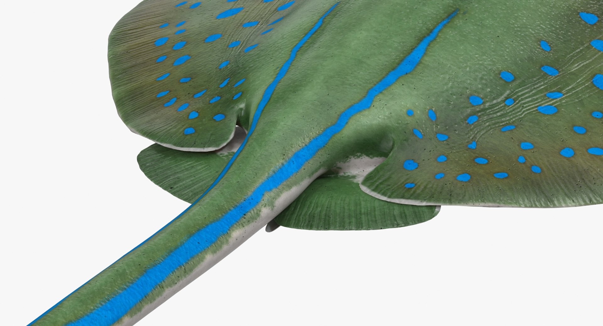 3D fishes 4 rigged https://p.turbosquid.com/ts-thumb/Yy/ubC5IM/J2n4KRZk/riggedfishescollection43dsmodel110/jpg/1546256872/1920x1080/fit_q87/ad5ea71367671f405fe3317d589ec27b2781f6dd/riggedfishescollection43dsmodel110.jpg