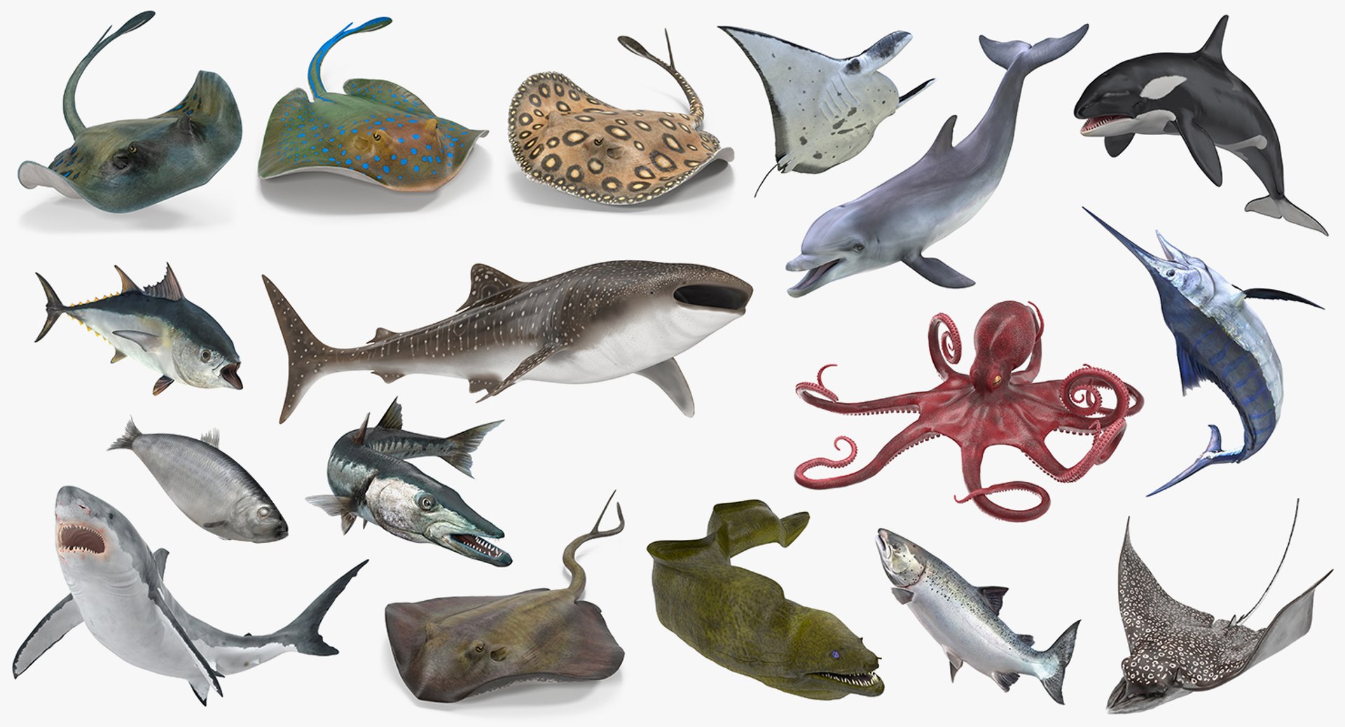 Fishes Collection 4 Rigged for Maya 3D model preview