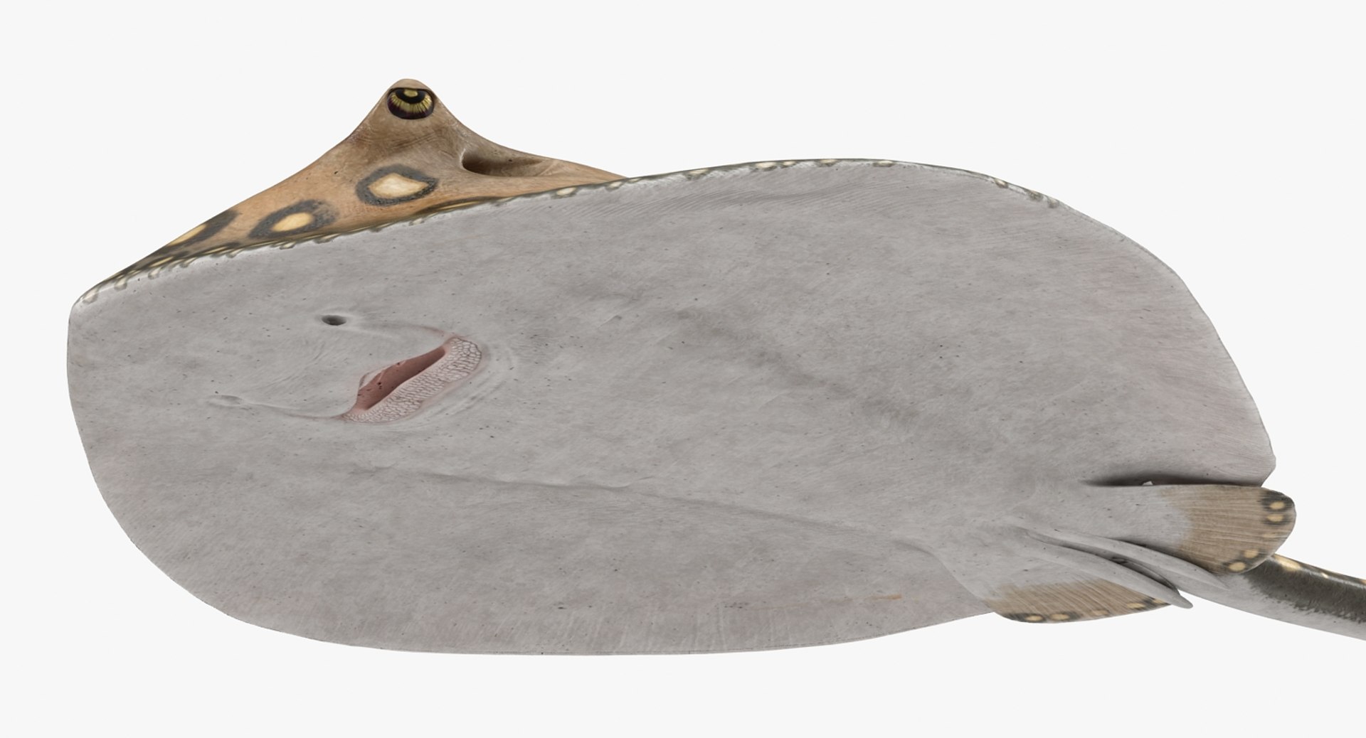3D fishes 4 rigged https://p.turbosquid.com/ts-thumb/Yy/ubC5IM/Kc1g1EXB/riggedfishescollection43dsmodel083/jpg/1546256871/1920x1080/fit_q87/1ed050c2bea406f2d15d6cff5684ab82e28941b7/riggedfishescollection43dsmodel083.jpg